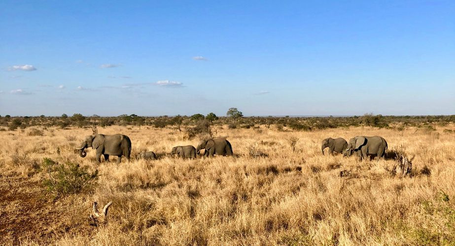 Safari activiteit Kruger